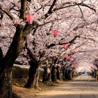 日本村加盟课程内容有哪些？加盟费用多不多？