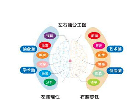 全脑教育