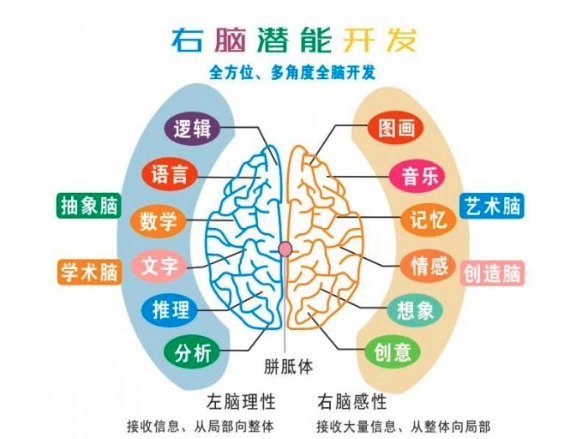 引领右脑